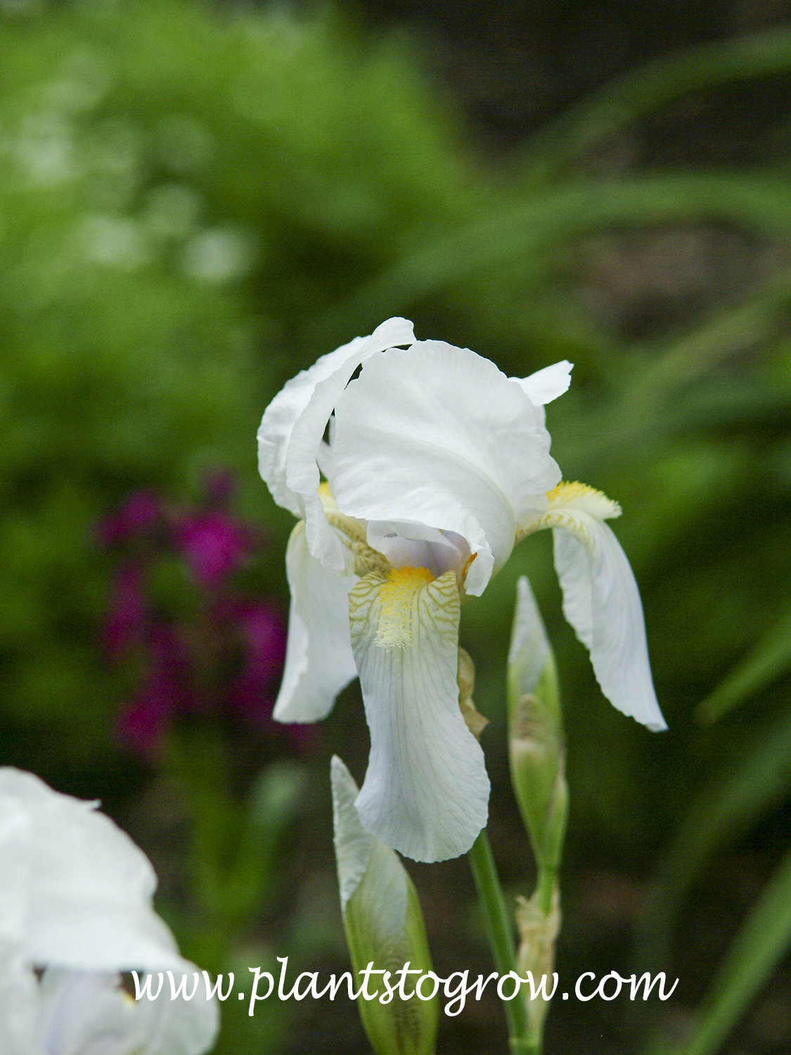 Florentine Iris (Iris x germanica florentina orris)